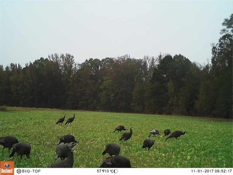 885 Burrell Rd, Goodman, MS 39079 photo 13