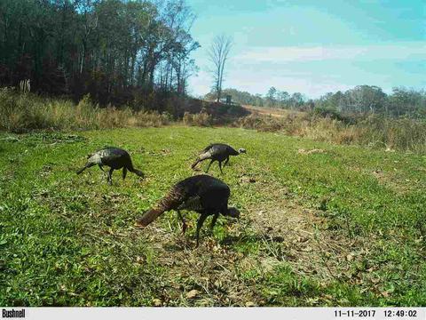 885 Burrell Rd, Goodman, MS 39079 photo 14