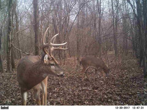885 Burrell Rd, Goodman, MS 39079 photo 16