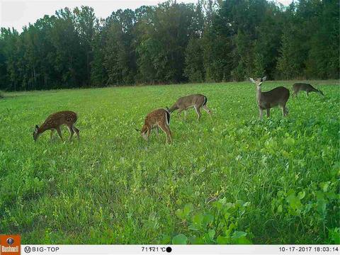 885 Burrell Rd, Goodman, MS 39079 photo 12