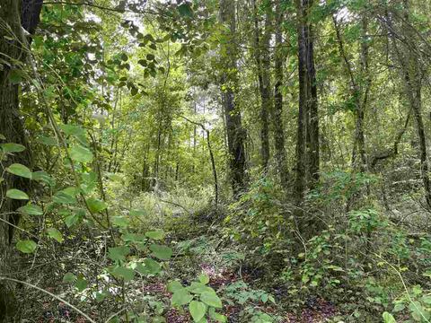 3991 Sandyland Rd, Macon, MS 39341 photo 1