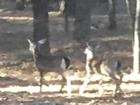 167 Hidden Cv, Florence, MS 39073 photo 50