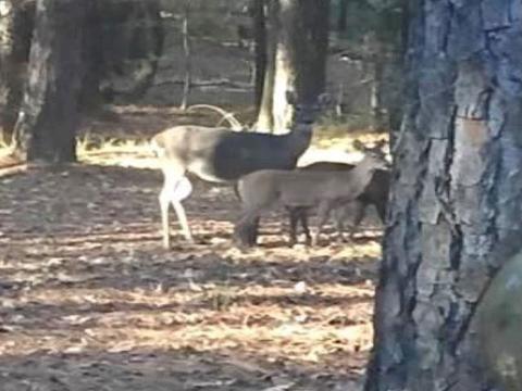 167 Hidden Cv, Florence, MS 39073 photo 49