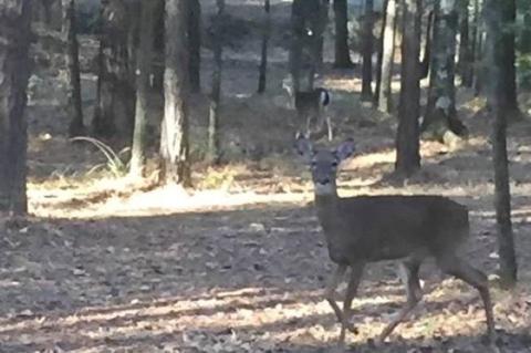 167 Hidden Cv, Florence, MS 39073 photo 48