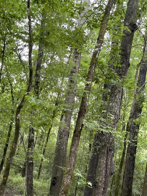 3692 Highway 80 Hwy, Brandon, MS 39042 photo 32