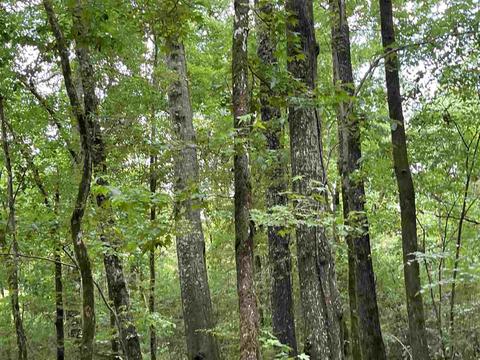 3692 Highway 80 Hwy, Brandon, MS 39042 photo 31