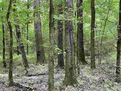3692 Highway 80 Hwy, Brandon, MS 39042 photo 30