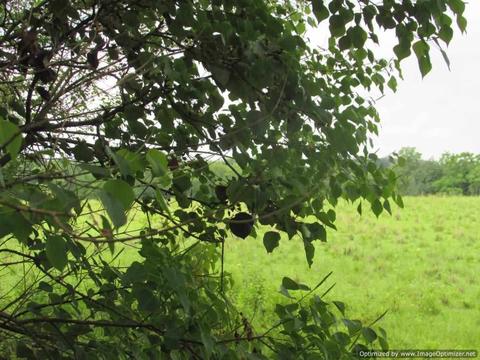 Hawkins Road, Canton, MS 39046 photo 7