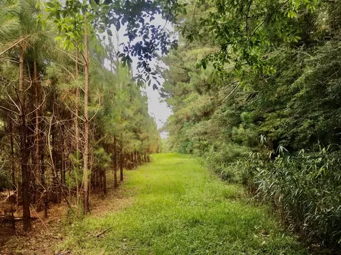 tbd New Hope Rd, Gloster, MS 39638 photo 16