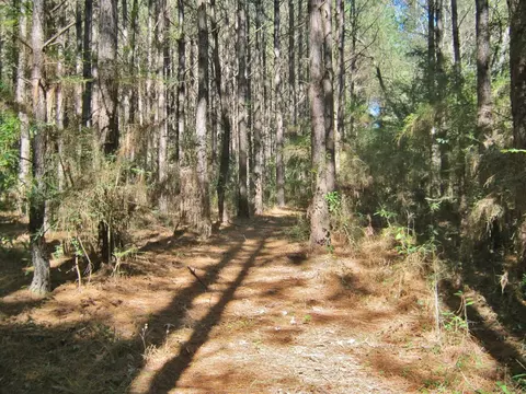 322 Nell Lambert Rd, Jayess, MS 39641 photo 4