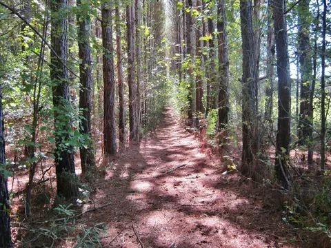 322 Nell Lambert Rd, Jayess, MS 39641 photo 1