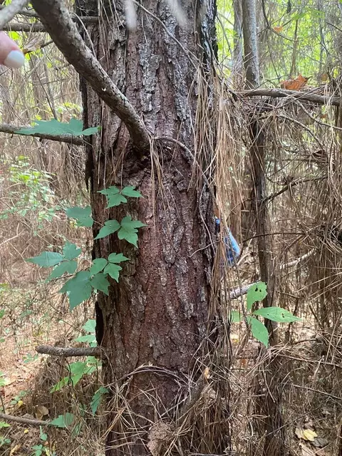 4039 Dixie, Wesson, MS 39191 photo 16