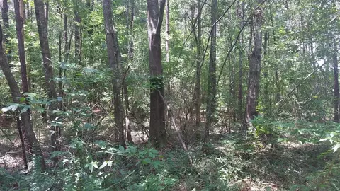 tbd Bluff Springs Rd, Gloster, MS 39638 photo 6