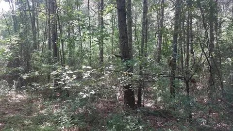 tbd Bluff Springs Rd, Gloster, MS 39638 photo 5