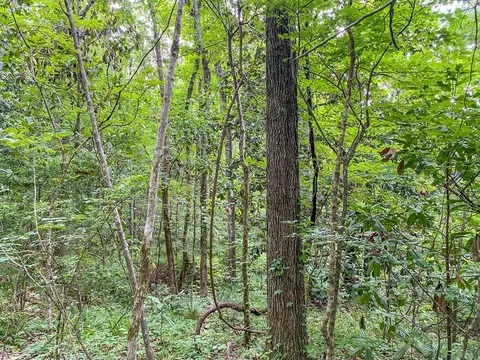 tbd Black Bear Rd, Natchez, MS 39120 photo 17