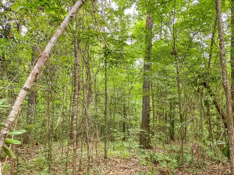 tbd Black Bear Rd, Natchez, MS 39120 photo 25