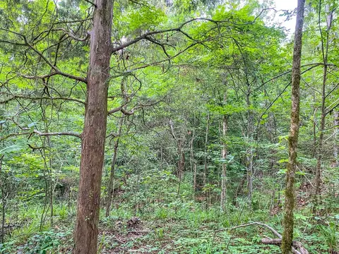 tbd Black Bear Rd, Natchez, MS 39120 photo 16