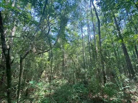 tbd Archie Boyd, Jayess, MS 39641 photo 4