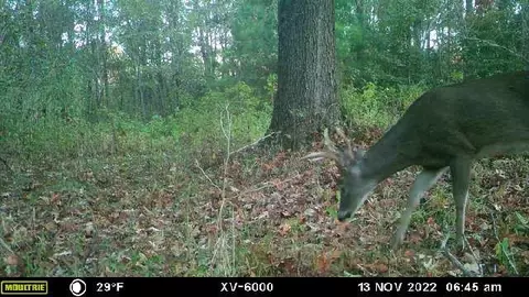 - Mt. Gilead, Roxie, MS 39661 photo 18