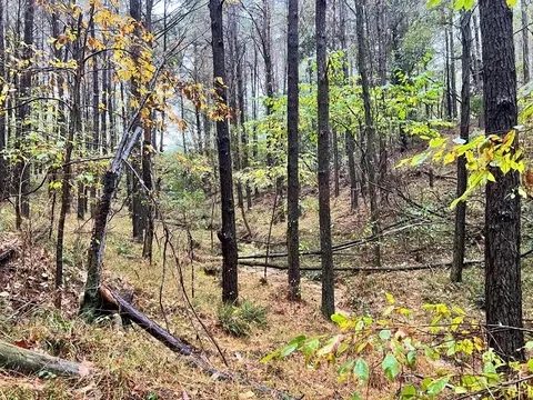 - Mt. Gilead, Roxie, MS 39661 photo 24