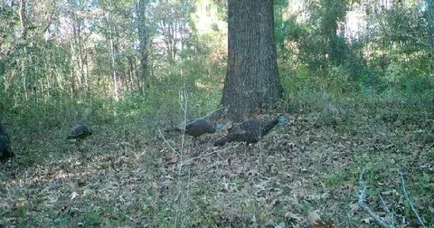 - Mt. Gilead, Roxie, MS 39661 photo 2