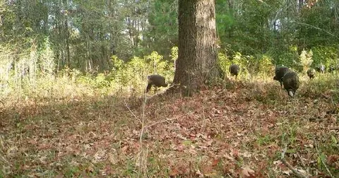 - Mt. Gilead, Roxie, MS 39661 photo 11