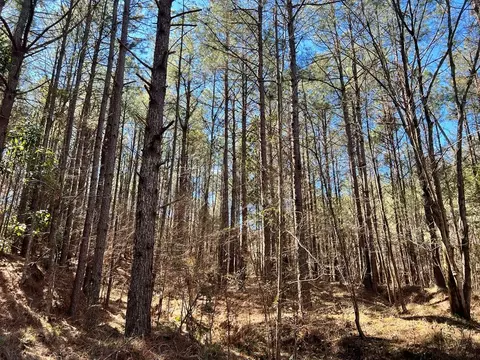 - Mt. Gilead, Roxie, MS 39661 photo 8