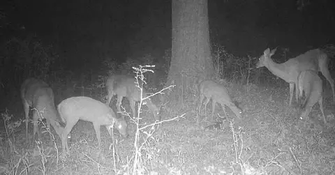 - Mt. Gilead, Roxie, MS 39661 photo 7