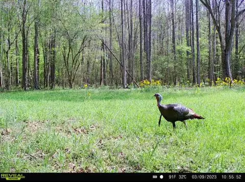 1 Midway Rd, Wesson, MS 39191 photo 33