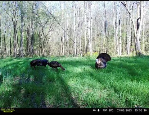 1 Midway Rd, Wesson, MS 39191 photo 29