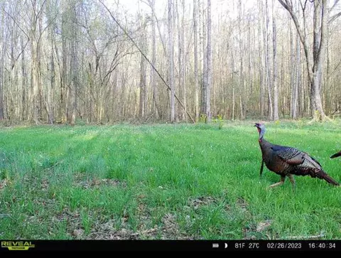 1 Midway Rd, Wesson, MS 39191 photo 27