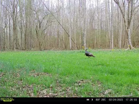 1 Midway Rd, Wesson, MS 39191 photo 26
