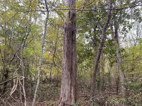 -- Hwy 552, Pattison, MS 39144 photo 15