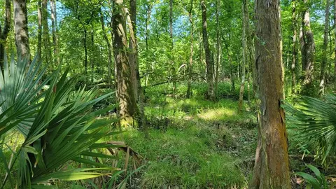 0000 Carolyn Rd, Denham Springs, LA 70726