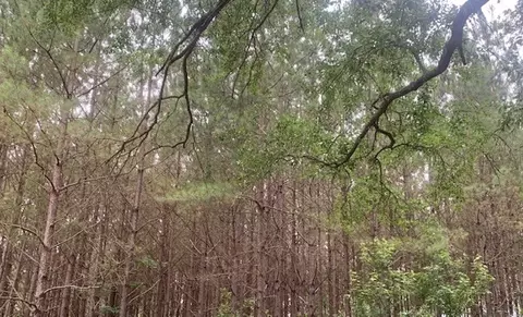 . Evans Loop Se, Ruth, MS 39662 photo 2