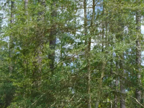 5700 Monticello Rd, Wesson, MS 39191 photo 28