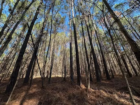 2 Levi Cooper Rd, Braxton, MS 39044 photo 15