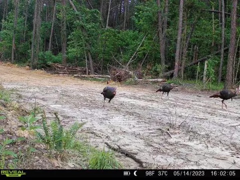 2 Levi Cooper Rd, Braxton, MS 39044 photo 8