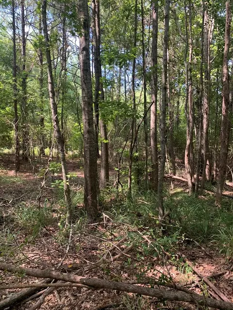 1895 Pleasant Ridge Rd NW, Wesson, MS 39191 photo 3