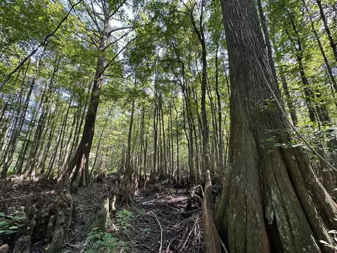 0 Whalen Rd, MS