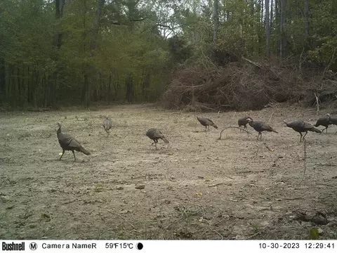 Nnn Hwy 568 We Street, Osyka, MS 39657