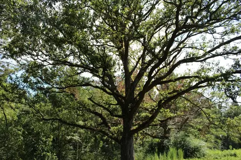 434 Carmel New Hope Rd, Monticello, MS 39654