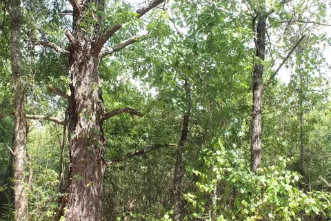 0000 Kinder Trl, Ruth, MS 39663 photo 6