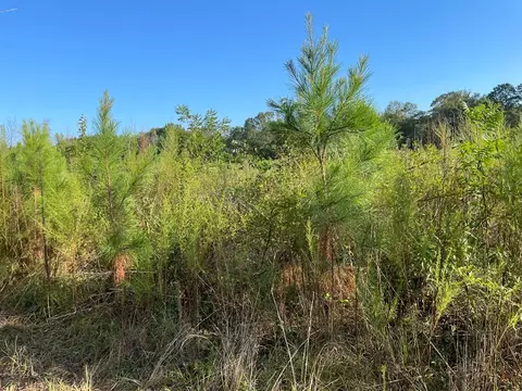 tbd Grange Hall Rd, Osyka, MS 39657 photo 7