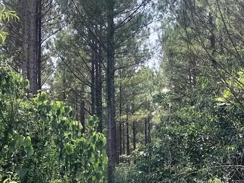 00 Price Wilkes Rd, Prentiss, MS 39474