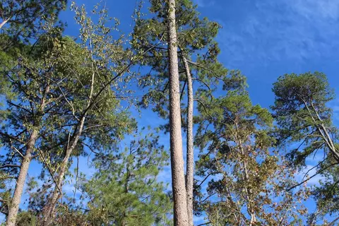 0000 River Ridge Rd, Summit, MS 39666 photo 6