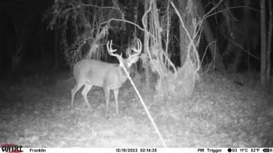 11 Dummy Line Rd, Brookhaven, MS 39601 photo 12