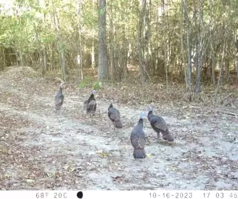 tbd John I Hay Rd, Wesson, MS 39191 photo 53