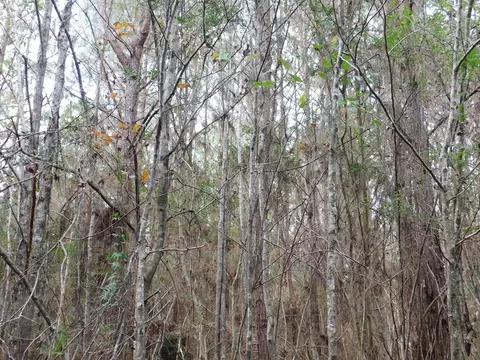 3711 Corman Oneal, Gloster, MS 39638 photo 11