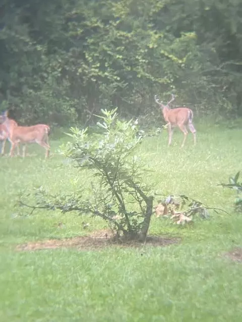 tbd Jewell Dr, Mccomb, MS 39648 photo 34